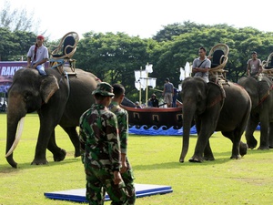 Eksploitasi Gajah untuk Kepentingan Pilkada 2018