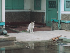 Runtuhnya Cagar Budaya Rumah Dinas Peruri 