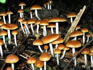 Benarkah Fasisme Bisa Diperangi deng   an Jamur Tahi Sapi?