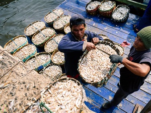Tangkapan Ikan Beseng-beseng Melimpah