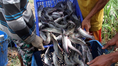 Manfaat Ikan Lele Bagi Kesehatan dan Tumbuh Kembang Anak