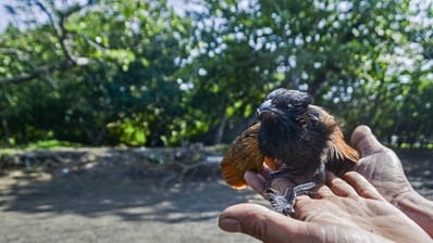 Apa Saja Upaya Pelestarian Flora dan Fauna dan Klasifikasinya?