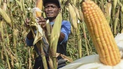 Komitmen Pemerintah Perkuat Ketahanan Pangan Papua Hingga Wilayah Terpencil Komitmen Pemerintah Perkuat Ketahanan Pangan Papua Hingga Wilayah Terpencil