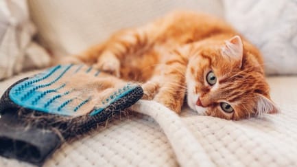 Cara Menghilangkan Bulu Kucing di Baju Tanpa Merusak Kain