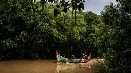 Hutan Bakau Tumbuh Kembali, tapi Kerja Kita Belum Selesai