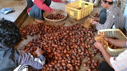 Salak Slebor, Warisan Pertanian Penopang Ekonomi Cimande