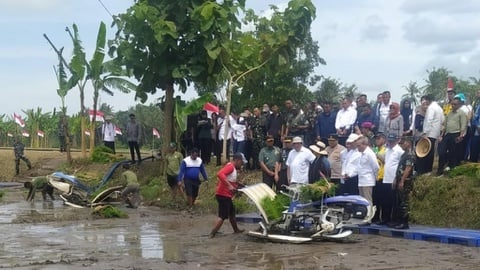 Nelangsa Petani di Bantul: Tanam Tujuh Kali, Panen Satu Kali