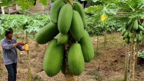 Pepaya Jantan Bisa Berbuah, Terutama Saat Stres