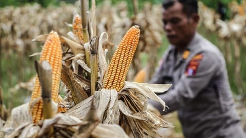 Prabowo: Hanya di RI, Tentara di Sawah & Polisi Urus Pertanian