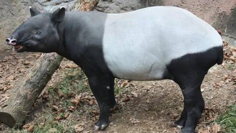 Tapir Sumatra Salah Arah karena Wilayah Jelajahnya Kian Terjajah