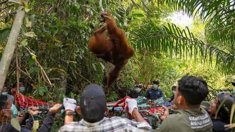 Saat Karhutla Melalap Pangan dan Tempat Berlindung Para Satwa