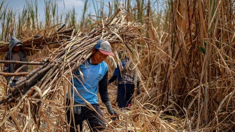 Waswas Petani Hadapi Gula Impor Jelang Musim Panen