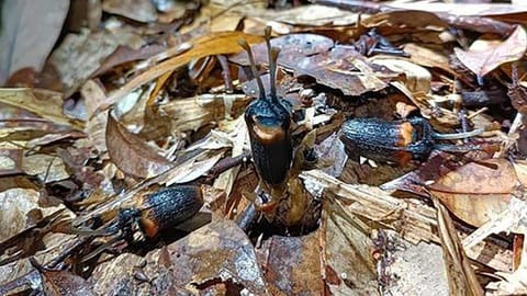 Thismia daemona, Bunga Setan Langka dari Thailand