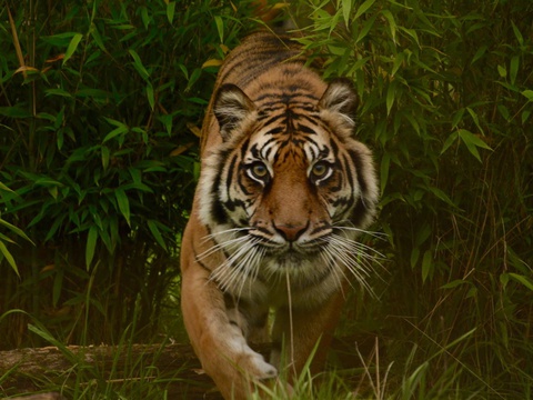 Unduh 5400 Koleksi Gambar Harimau Pajajaran Keren 