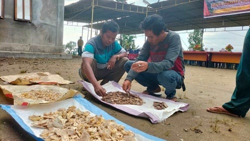 Menakar Peluang dan Tantangan Hilirisasi Kemenyan di Indonesia