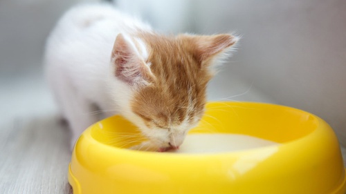 10 Rekomendasi Produk Susu Kucing Baru Lahir Terbaik