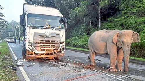 Bukan Gajah yang Tersesat, tapi Manusia yang Salah Tempat