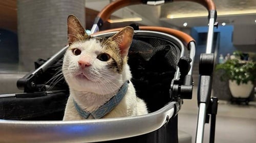 'Paspamcing' Kucing Presiden, Antara Legalitas dan Etika Publik