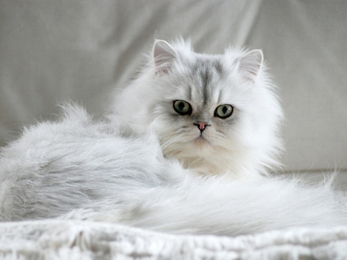 10 Cara Merawat Kucing Anggora agar Tetap Sehat dan Bersih