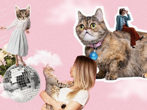 Ejekan Cat Lady: Perempuan, Kucing, dan Stigma yang Mengikuti