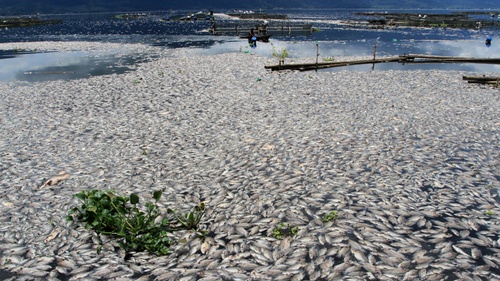 Ikan Di Danau Toba Mati Massal Salah Satu Sebabnya Cuaca