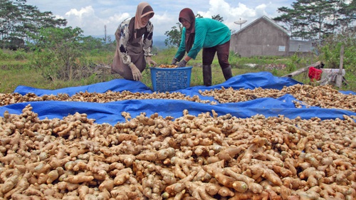 Manfaat Jahe Cengkeh Kayu Manis Cegah Kanker Hingga Diet Alami Tirto Id