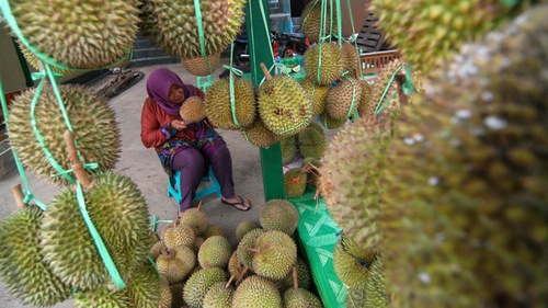 Download 42 Gambar Durian Untuk Diwarnai Paling Bagus Gratis