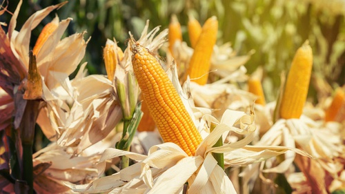 Unduh 570 Koleksi Gambar Gambar Jagung Terbaik HD