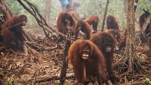 55 Gambar Orang Utan Sedih Paling Keren 55 Gambar Orang Utan Sedih Paling Keren
