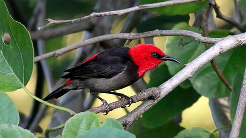 Unduh 7400 Gambar Flora Dan Fauna Di Singapura Terbaik 