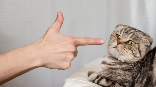 Mengapa Sebaiknya Anda Tidak Lagi Menyukai Kucing Tirto Id