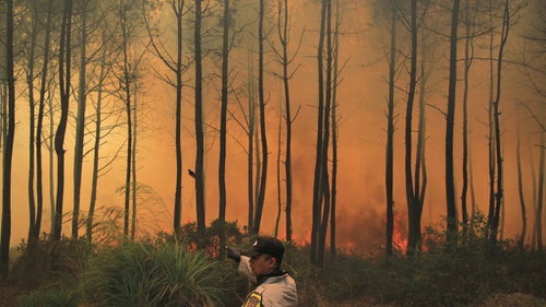 Gunung Ciremai Kebakaran 75 Hektare Kena Dampak Makin Meluas Tirto Id