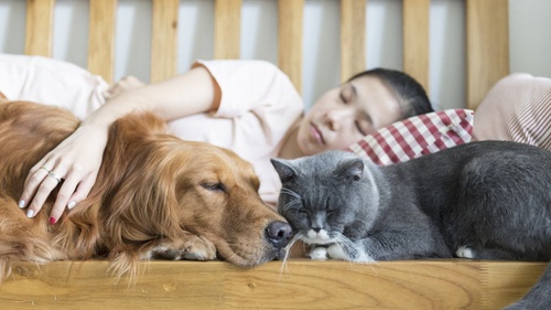 Studi Ungkap Perempuan Tidur Lebih Nyenyak Dengan Hewan Peliharaan Tirto Id