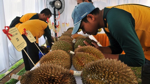 Unduh 9900 Gambar Durian Anak Tk Keren 