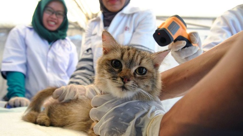 Ketahui Cara Syarat Dan Kuota Vaksin Rabies Gratis Di Jakarta