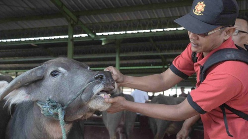 Syarat Sah Hewan Kurban Dan Hukum Berkurban Untuk Beberapa Orang Tirto Id
