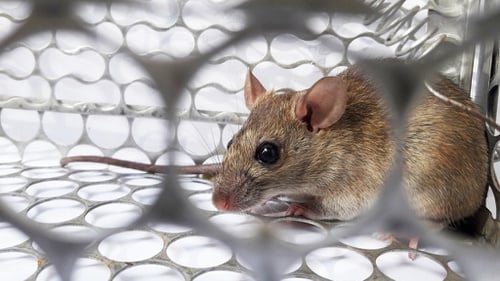Cara mengusir tikus yang bersarang di rumah