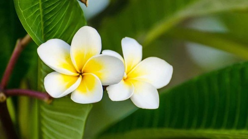 Kenali 5 Manfaat Minyak Bunga Kamboja Bagi Kesehatan Tirto Id