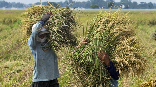 Menelaah Klaim Gabah Basah Yang Jadi Alasan Impor Beras Tirto Id