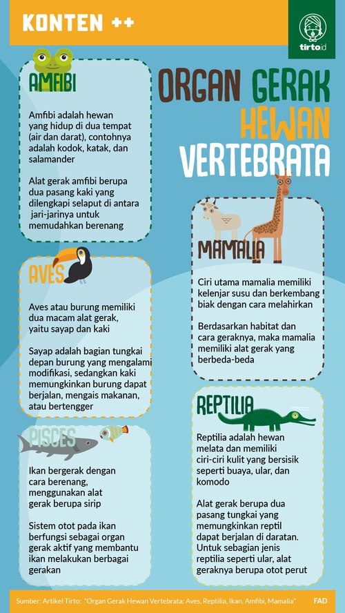 Contoh hewan vertebrata dari kelas aves