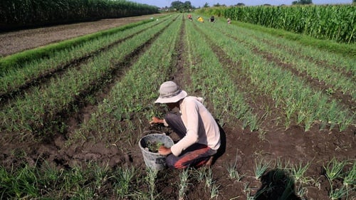 Minat Milenial Jadi Petani Tak Cukup Iming-iming Gaji Rp10 Juta