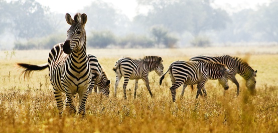 Zebra Memang Mirip Kuda, tapi Mereka Menolak Didomestikasi
