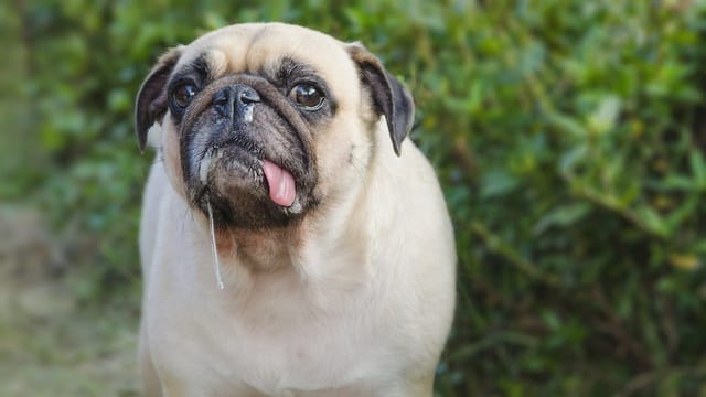 ilustrasi-anjing-rabies-istock-960911384