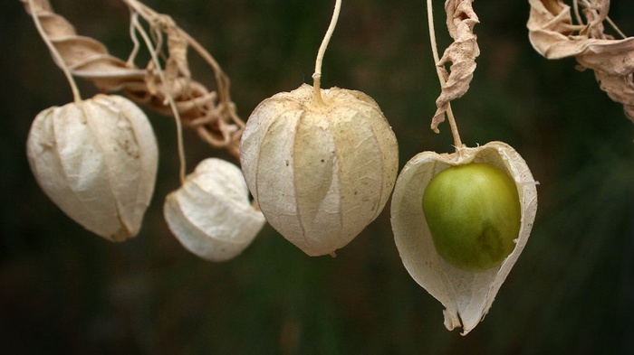 Buah ciplukan (Physalis Angulata L). FOTO/Flora.org.il
