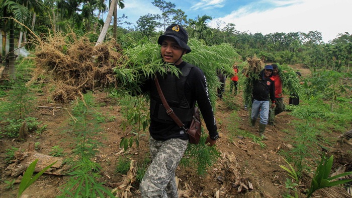 Legislator PKS Asal Aceh Usul Ganja Bisa Diekspor, PPP Menolak