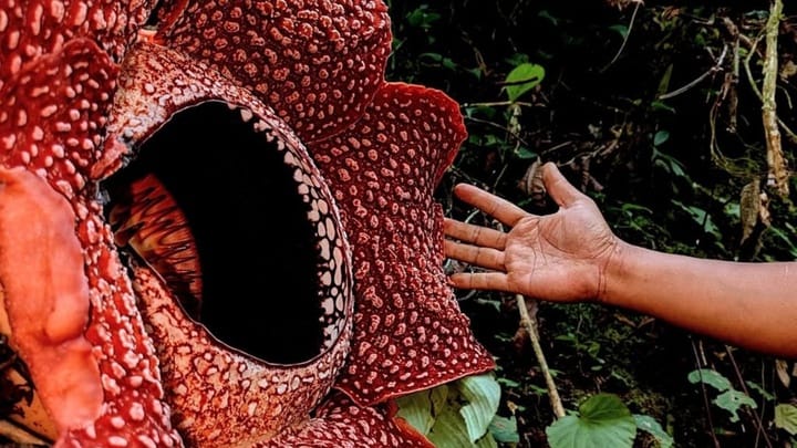 5 Fakta Rafflesia Hasseliti Bunga Langka Milik Indonesia