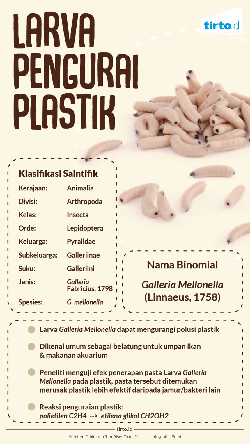 Larva Galleria alias Cacing Lilin, Sang Pengurai Plastik  Â 