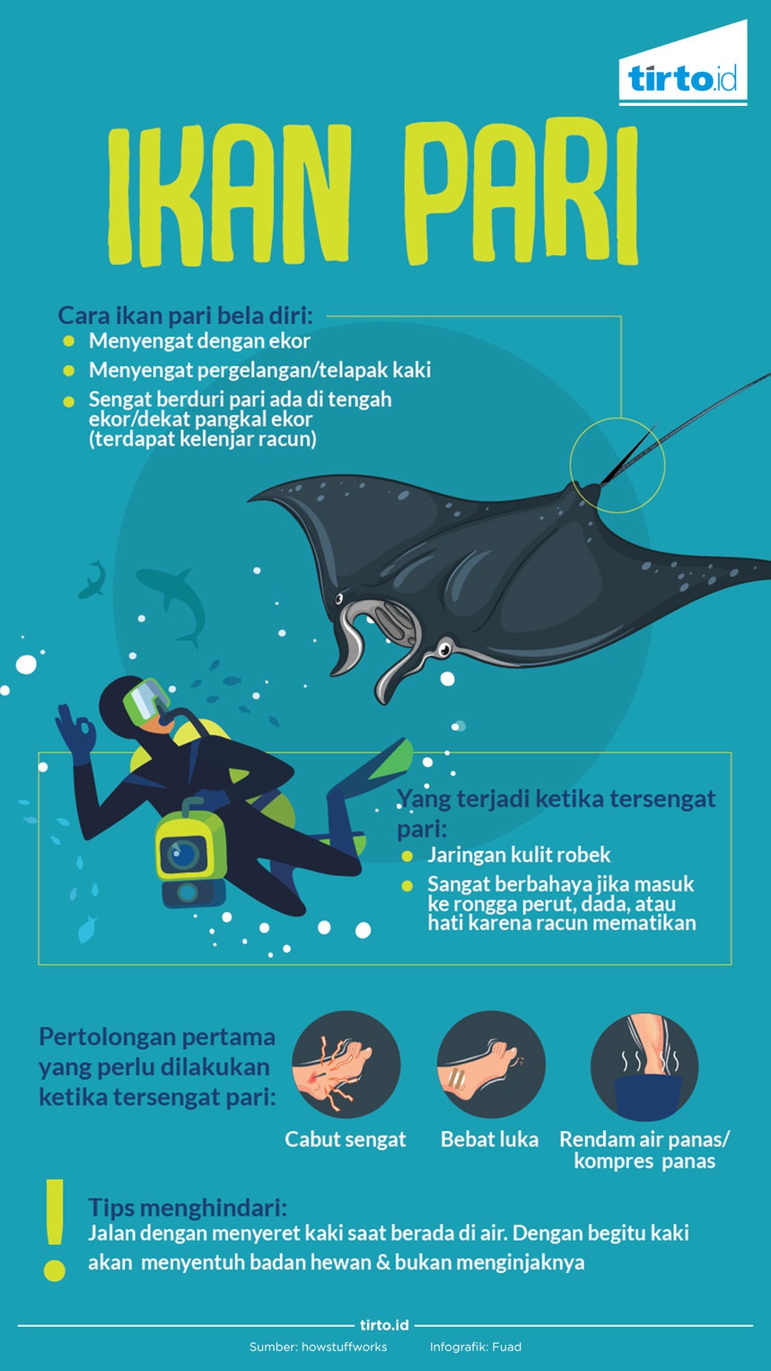 Hati-Hati Jangan Sampai Tersengat Ikan Pari