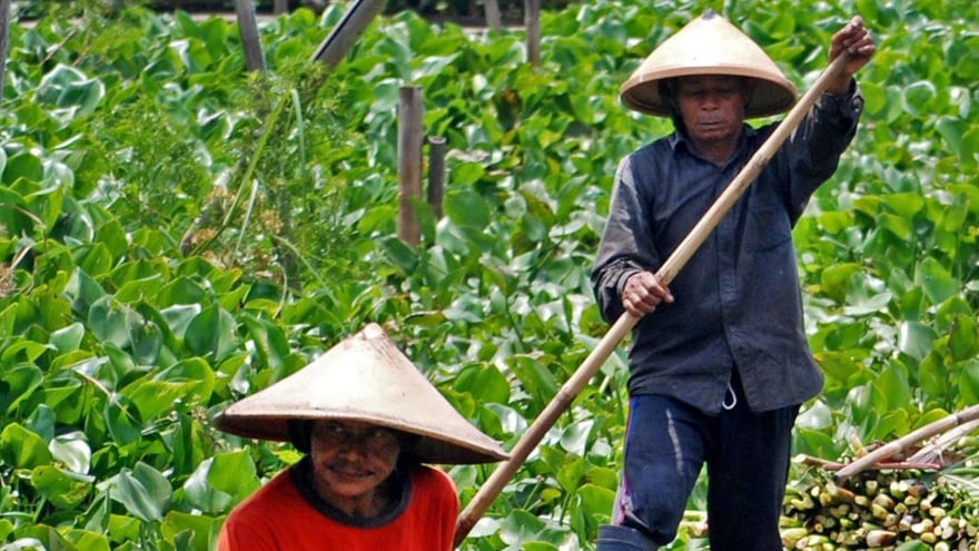 Enceng Gondok Rawa Pening Akan "Disulap" Jadi Sumber Energi