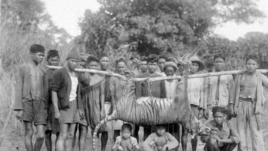 Jejak Dan Romantisme Raja Hutan Jawa Tirto Id